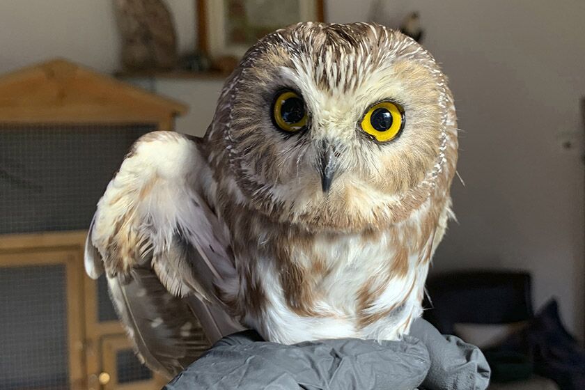 A Saw-whet owl got a clean bill of health after being found on the Rockefeller Center Christmas tree in New York.