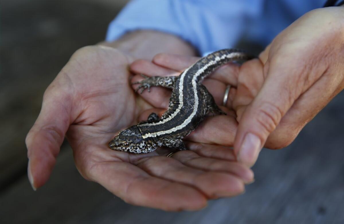 The island night lizard, which lives on three Channel Islands off the Southern California coast, has been taken off the list of endangered species.