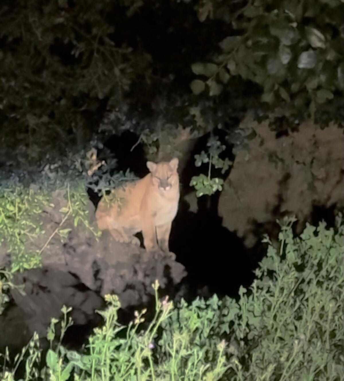 Video still of a mountain lion, illuminated at night