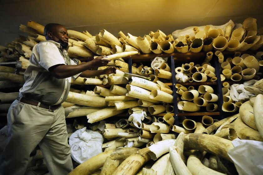 FILE - A Zimbabwe National Parks official inspects some of the elephant tusks during a tour of ivory stockpiles in Harare, May, 16, 2022. An international conference on trade in endangered species ended Friday, Nov. 25, in Panama, with protections established for over 500 species. (AP Photo/Tsvangirayi Mukwazhi, File)