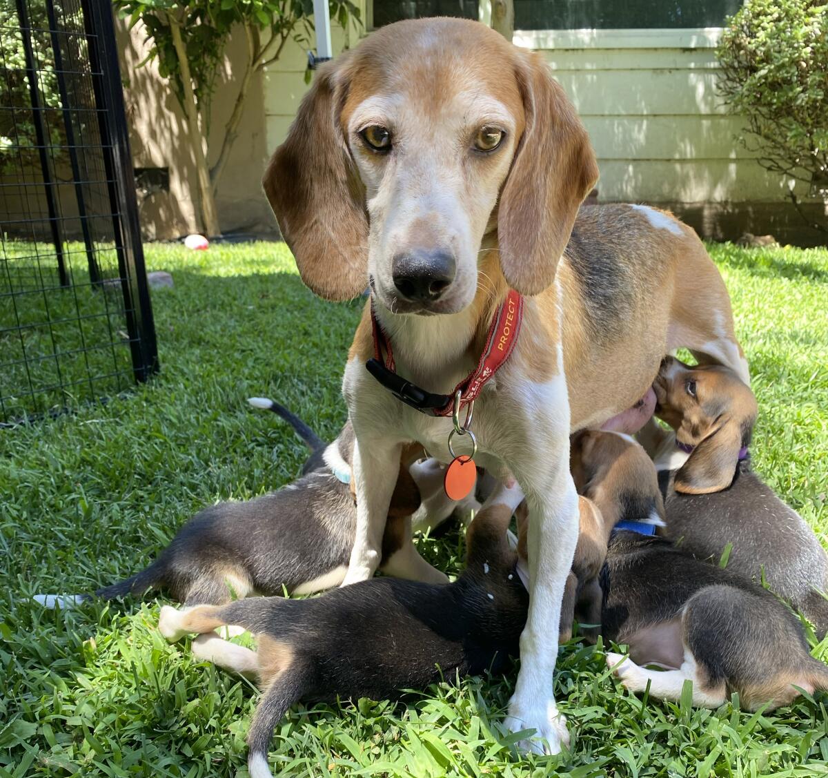 A dog feeds her puppies.