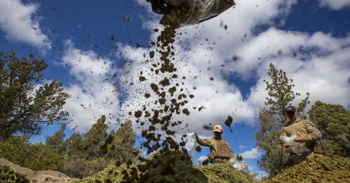 California touts illegal weed seizures. But it’s just a drop in the bucket California touts illegal weed seizures. But it’s just a drop in the bucket