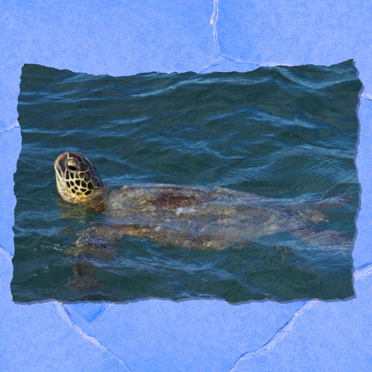 A turtle swims with its head poking above water.