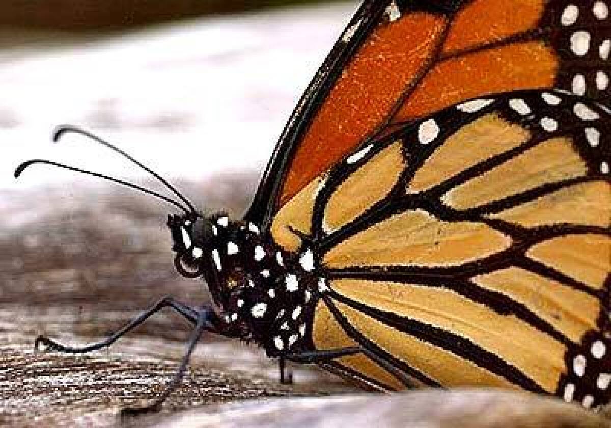 Monarch butterflies journey down the California coast to sites such as Santa Cruz. Their numbers peak in November and December.