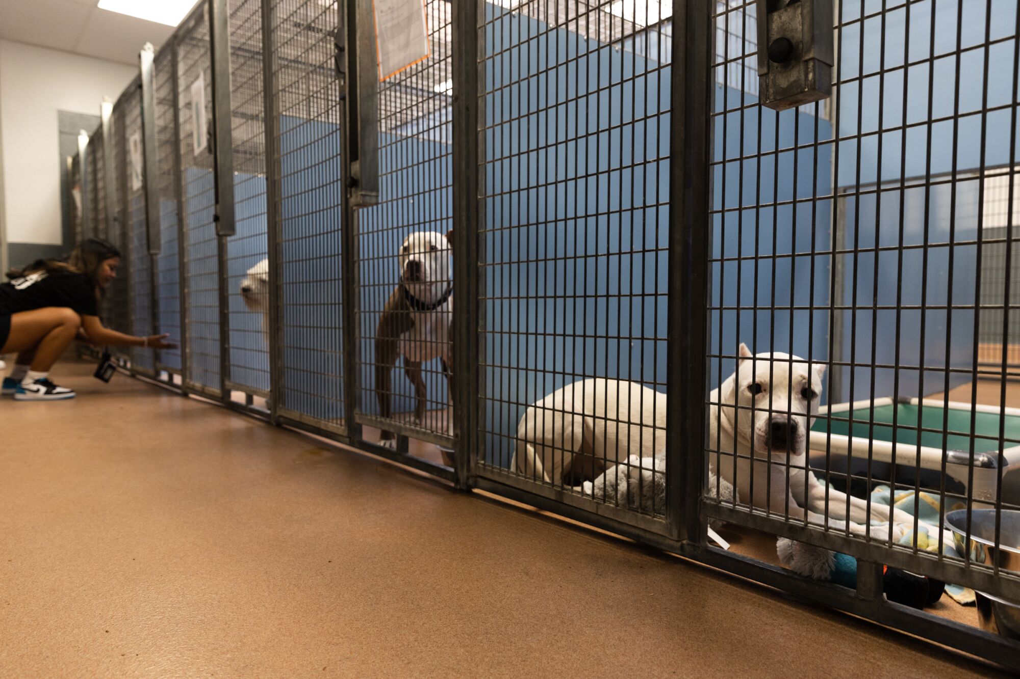 Vondel, an American Pit Bull Terrier mix (right), and another dog are being sought for adoption.