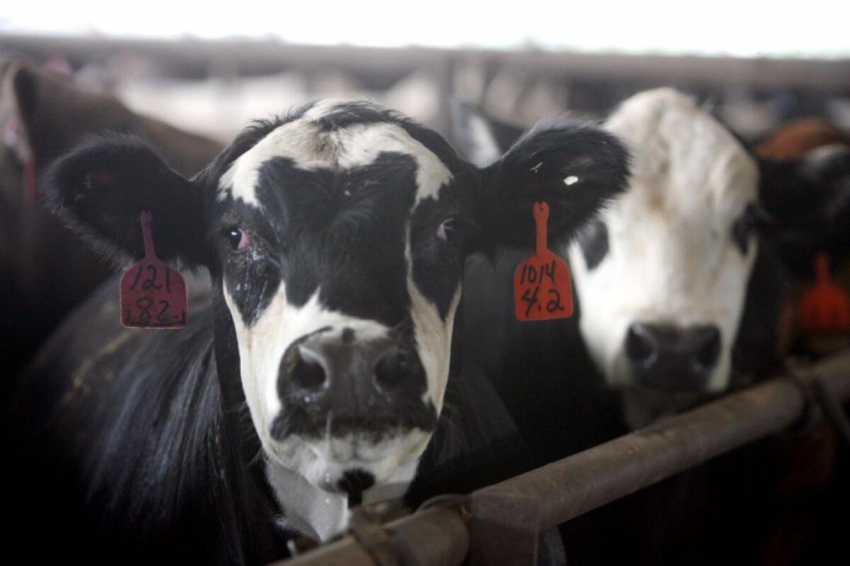 A heat wave has caused a spike in cattle deaths in recent weeks in California.