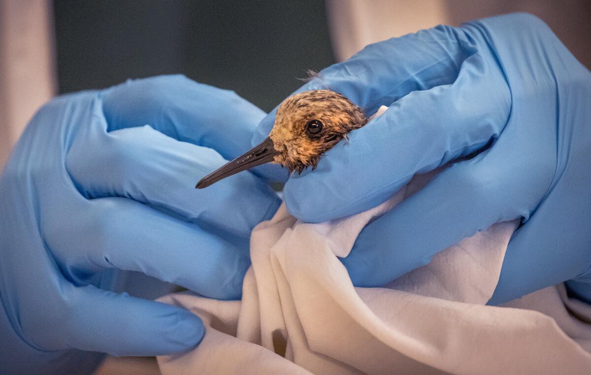 A gloved veterinarian inspects an oiled shorebird.