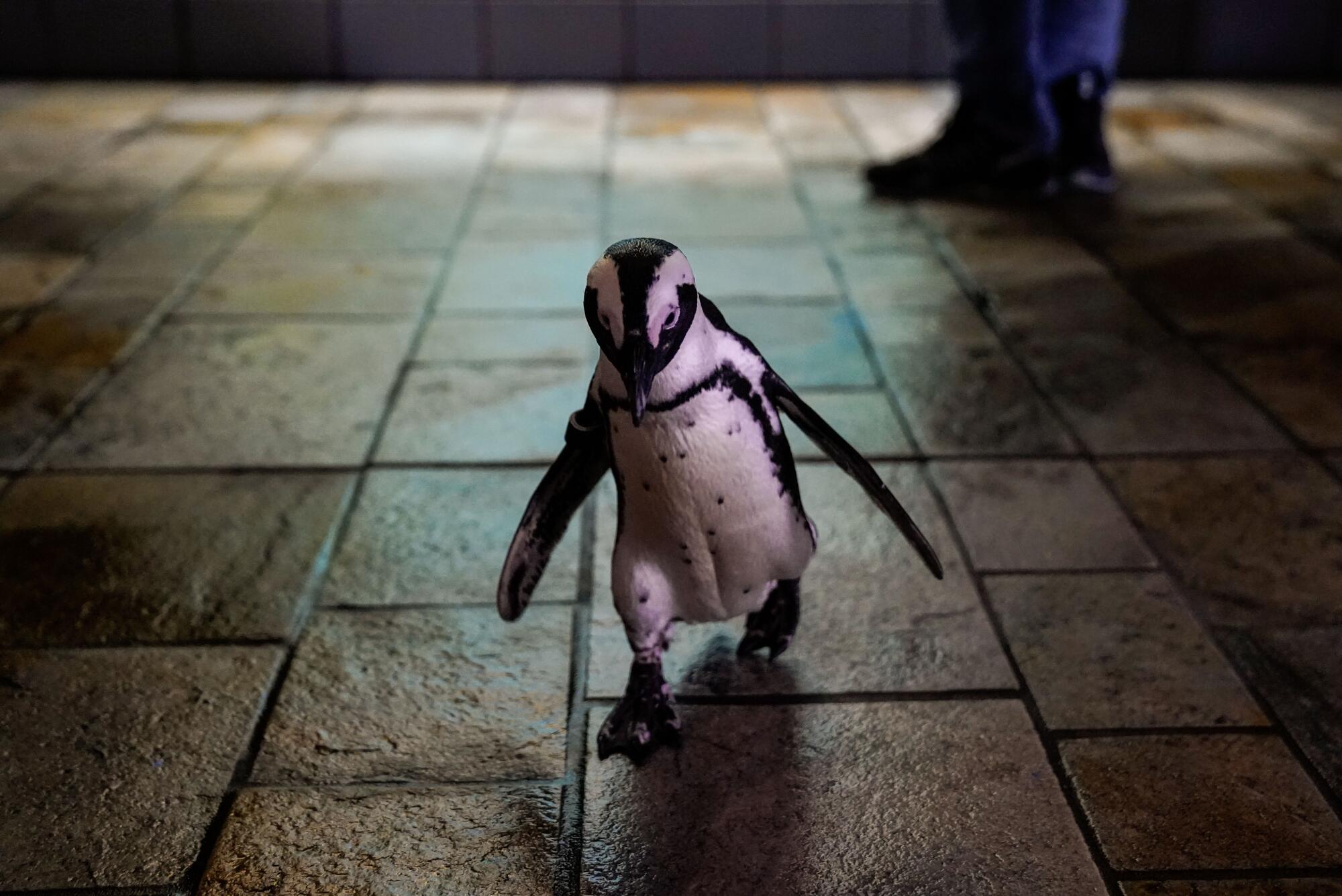 A small, black and white penguin waddles across a tile floor at Monterey Bay Aquarium