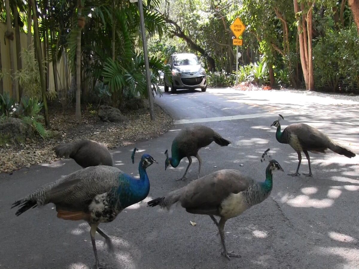 In this April 27, 2017 photo, a pack of peacocks mill about at an intersection in the Coconut Grove neighborhood of Miami. A pack of peacocks that has wreaked havoc on the Miami neighborhood will soon be relocated after city commissioners sided with residents and agreed to have the birds taken away. (Al Diaz/Miami Herald via AP)