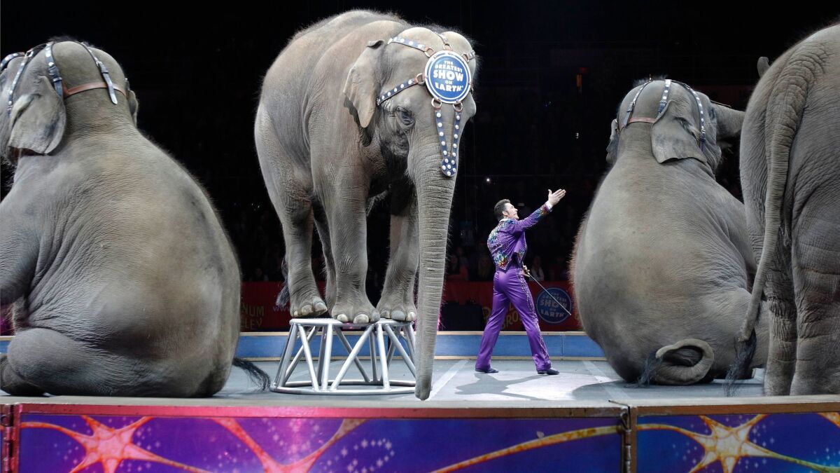 Asian elephants perform for the final time in the Ringling Bros. and Barnum & Bailey Circus in Providence, R.I. in May of 2016.