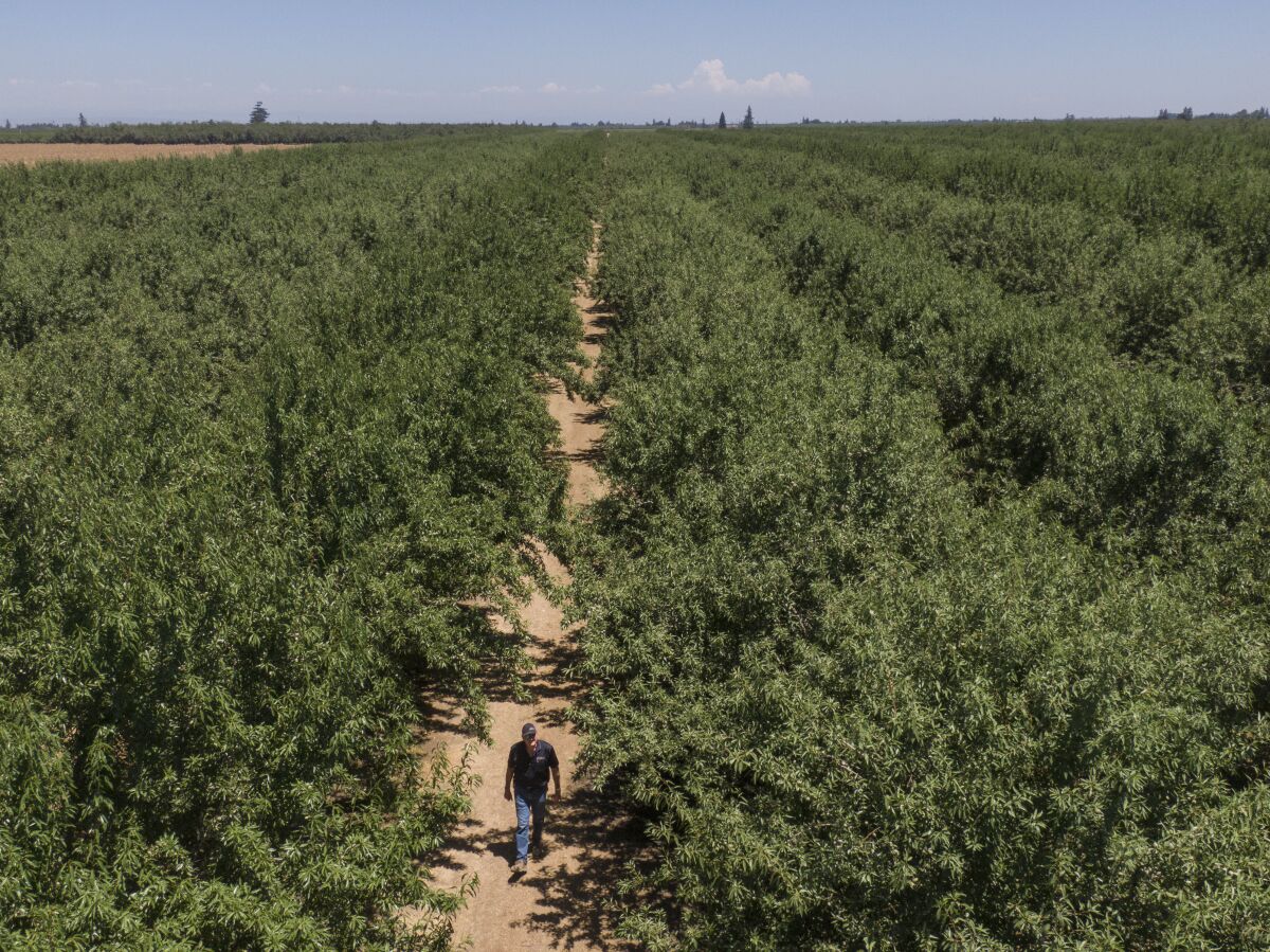 Aerial view of a man walking through an orchard.