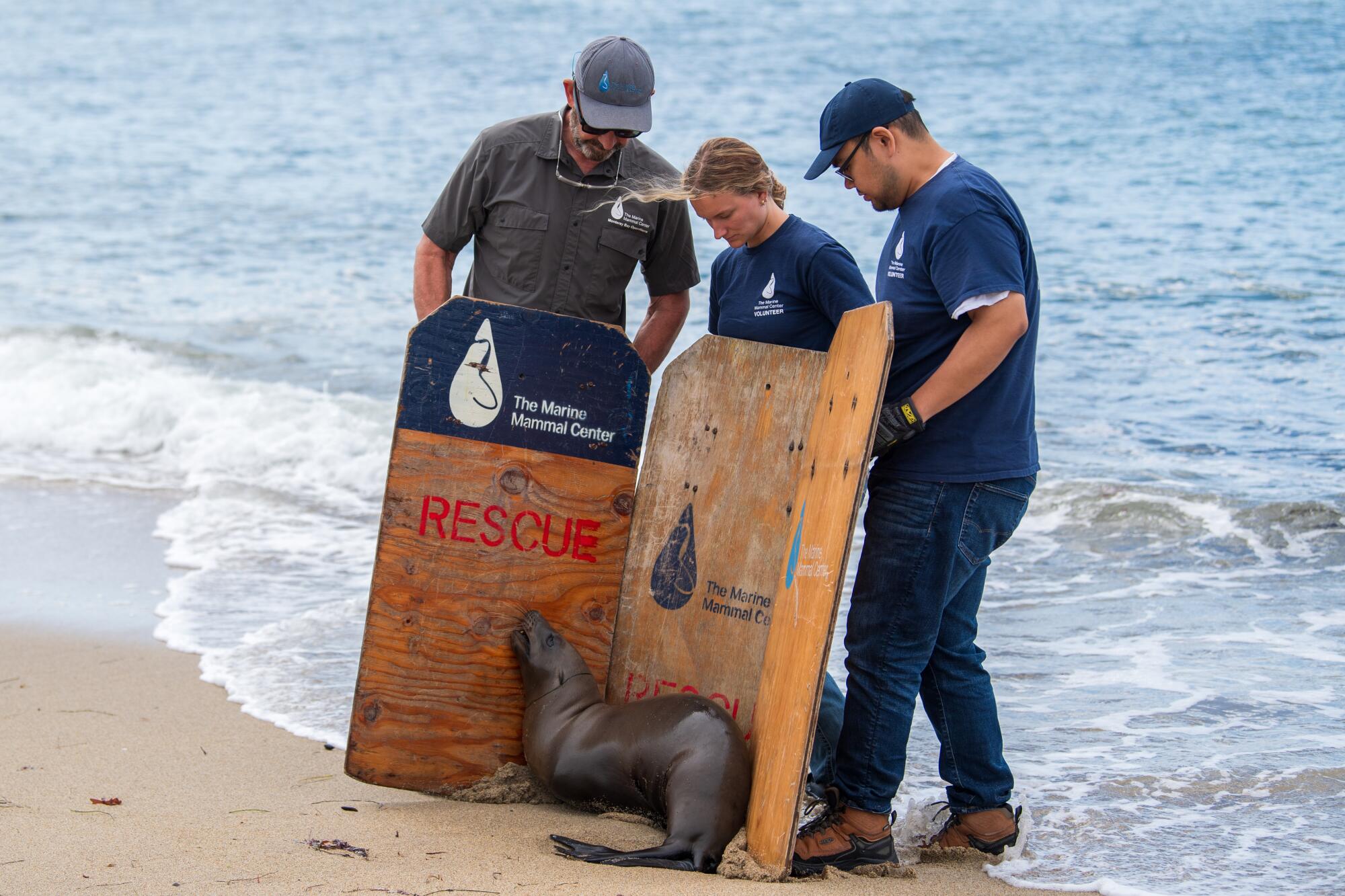 The sea Testal Center member is dangerous sea lion.