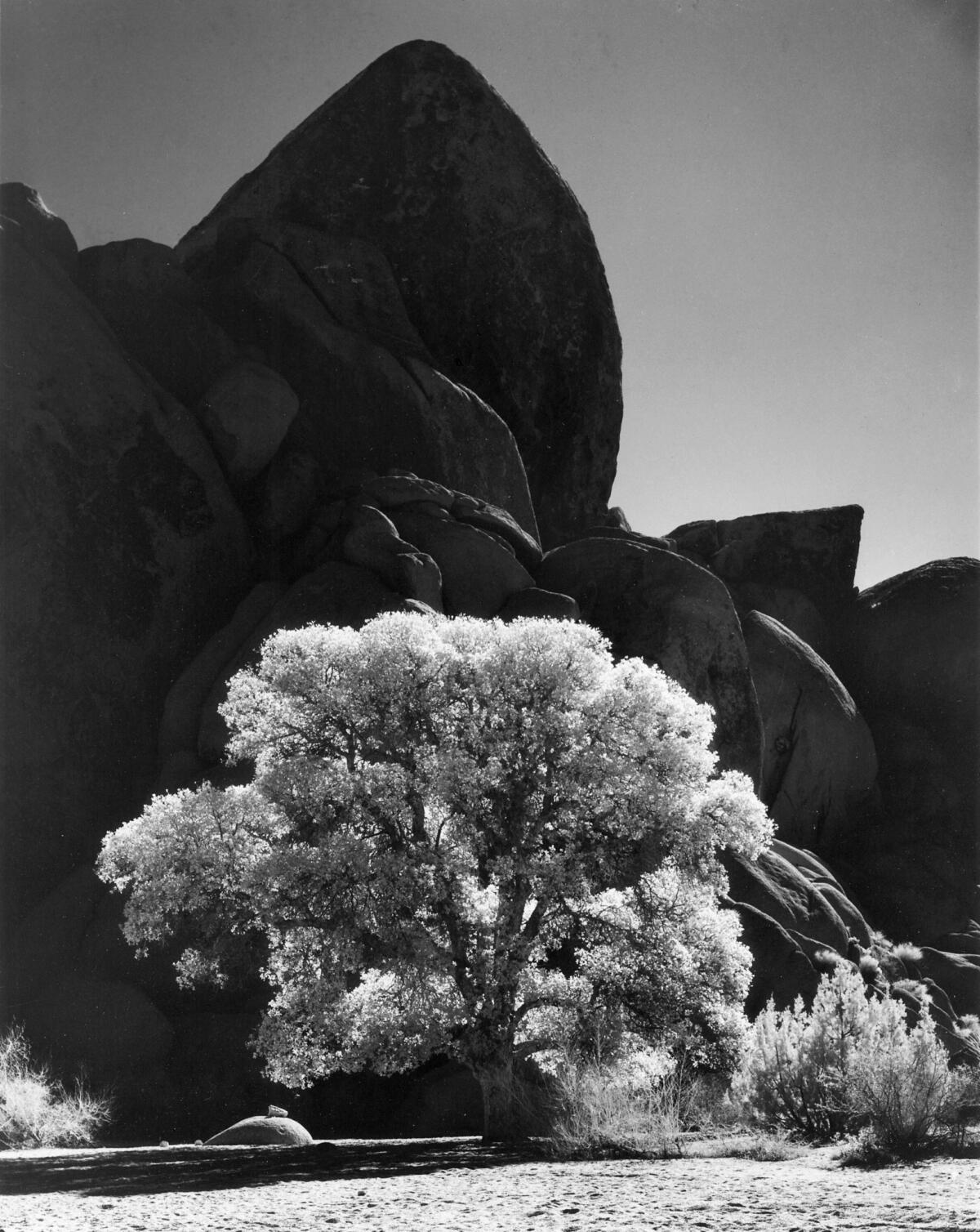 Oak Tree at Joshua Tree National Monument. Jan. 5, 1971 (Roy Murphy)