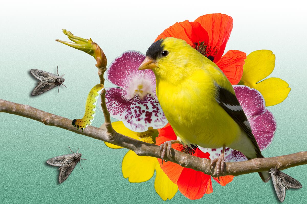 Photo illustration of a bird sitting on a branch looking hungrily at worms and insects. 