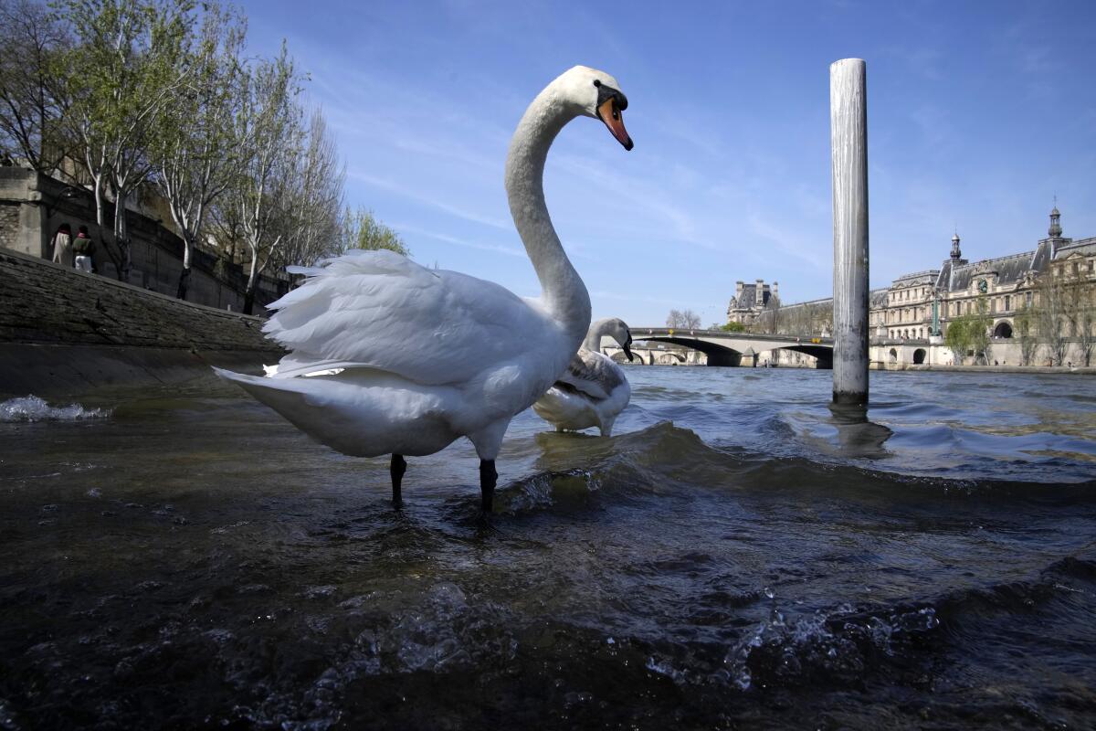 Swans stand in the River Seine in Paris.