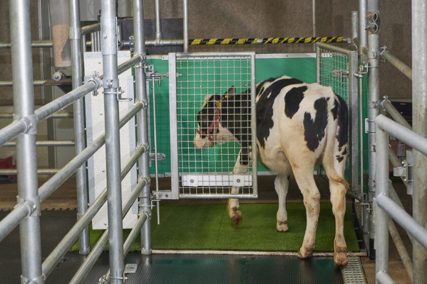 In this undated photo provided by the Research Institute for Farm Animal Biology in Dummerstorf, Germany in September 2021, a calf enters an astroturf-covered pen nicknamed "MooLoo” to urinate. The scientists, mimicking the process of putting a toddler on the potty until he or she has to go, put the cows in and waited until they urinated and then gave them a reward: a super sweet liquid of mostly molasses. (Thomas Häntzschel/FBN via AP)