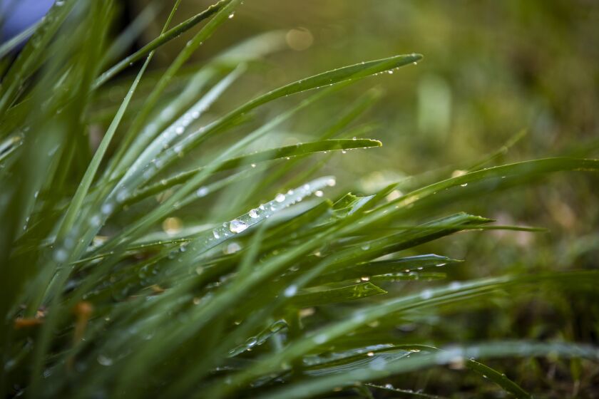 Pasadena, CA - APRIL 30: Water droplets on grass from a sprinkler in Pasadena, CA at on Saturday, April 30, 2022. (Francine Orr / Los Angeles Times)