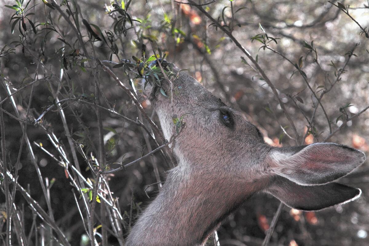 A mule deer forages on Santa Catalina Island. The deer -- whose population now stands at about 2,400 -- is the most destructive invasive species left on the island.