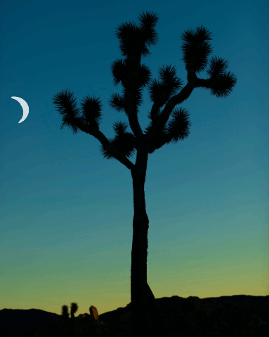 An animation of the moon moving behind a Joshua tree at Joshua Tree National Park in California.