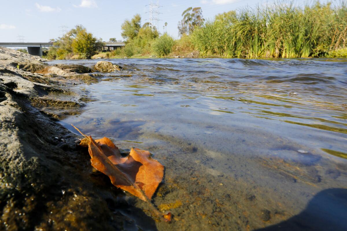 A leaf rests along the bank of the Los Angeles River in Elysian Valley.