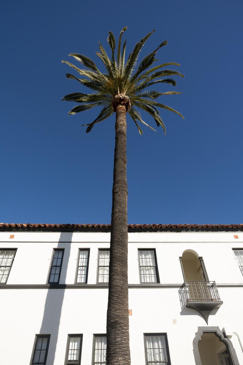A single palm tree towers over a Spanish-style white building 
