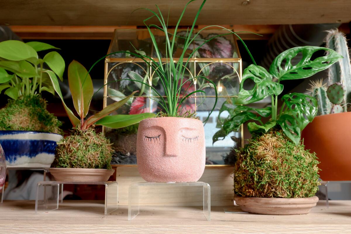 A variety of potted plants; one pot resembles a face with closed eyes.
