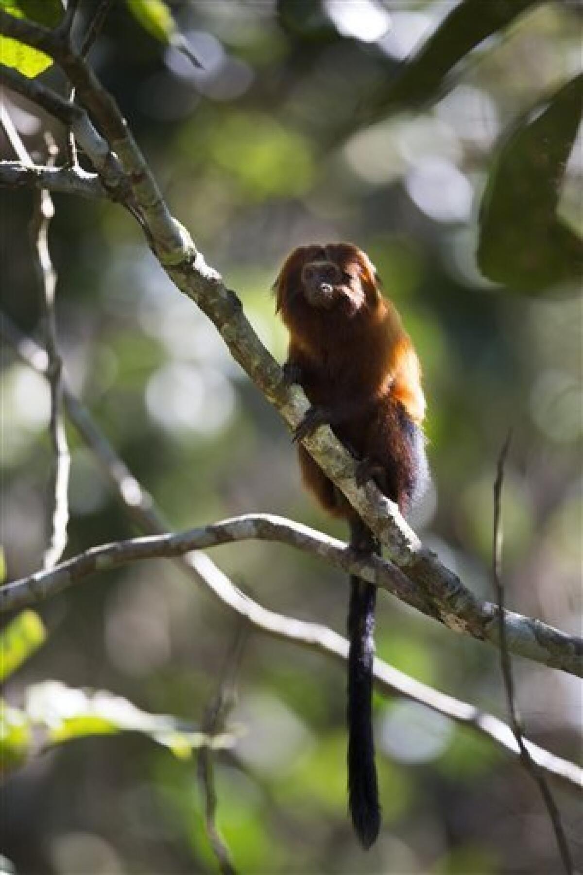 Once nearing extinction, Brazil's golden monkeys have rebounded