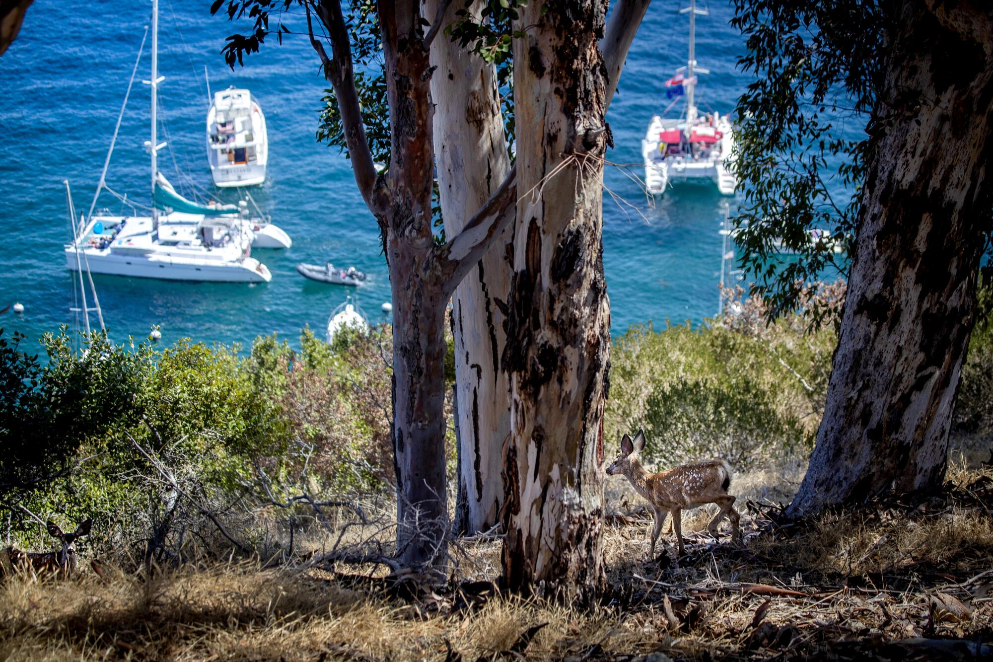 A fawn grazes in a forested area overlooking sailboats in a harbor.
