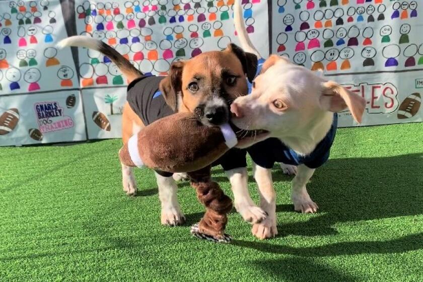 In a practice arena, Crocket, l, and his brother, Carlos, show off their football skills before appearing in Puppy Bowl XIX.