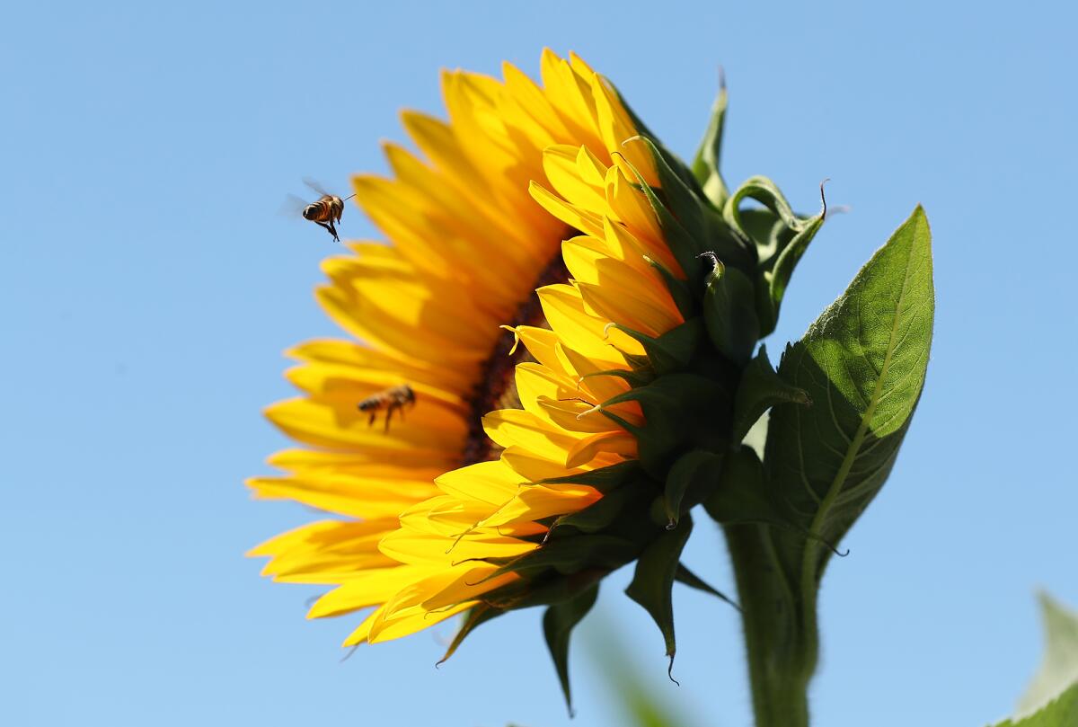 A seasonal bright yellow sunflower attracts the attention of a few bees at Hana Field in Costa Mesa.