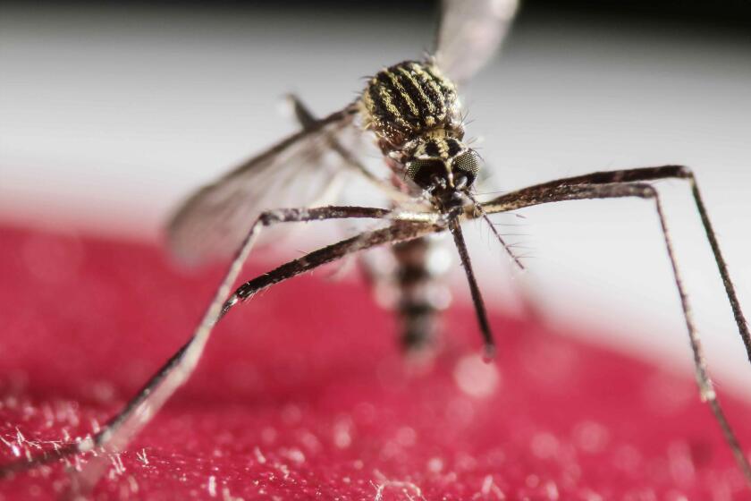 Florida authorities have confirmed finding Zika in mosquitoes, marking the first such discovery on the U.S. mainland.