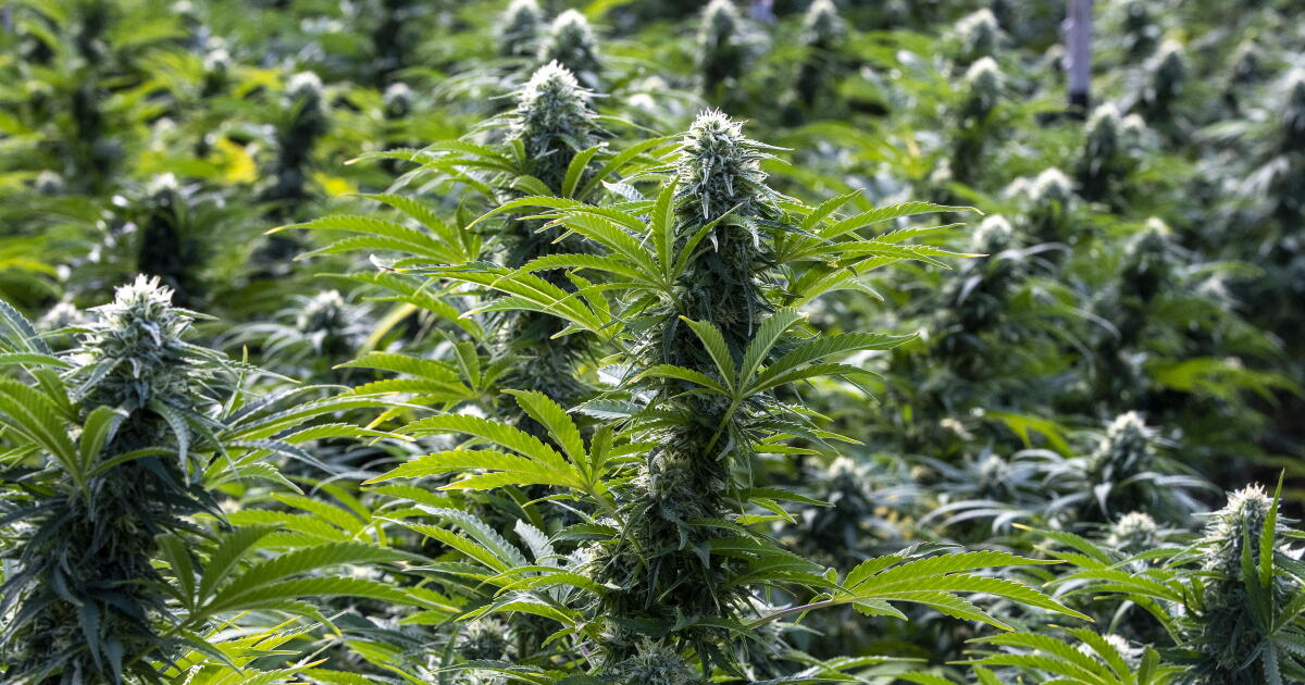 Esrarla ilgili tek sorun pestisitler değil. Pot senin için kötü