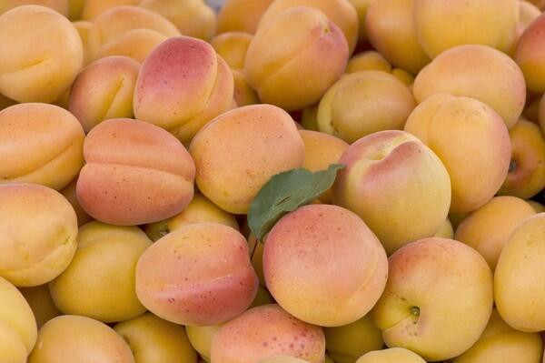 Castlebrite apricots grown by Regier Family Farms in Dinuba, at the Hollywood farmers market.