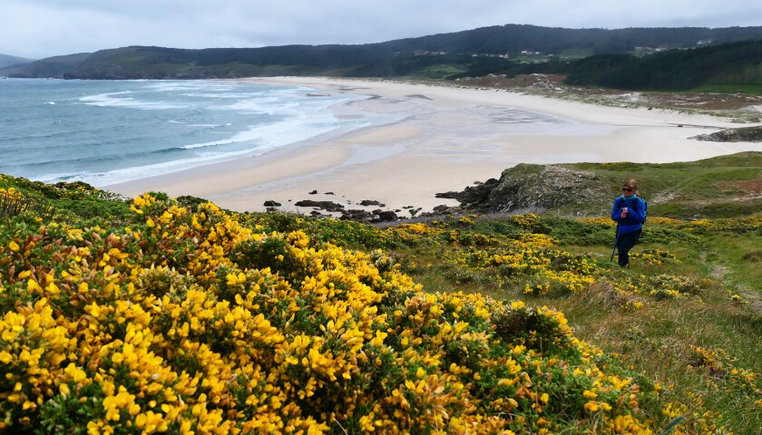 The hiking trail runs along deserted beaches and hillsides covered with brilliant yellow gorse flowers.
