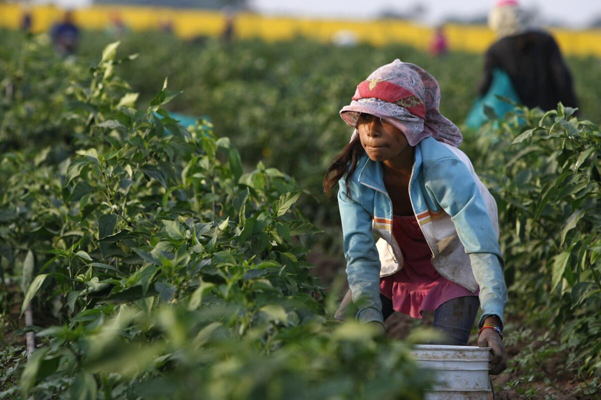 Alejandrina Castillo, 12, picks chile peppers near Teacapan, Sinaloa. An estimated 100,000 children toil in Mexican fields for pay. Some work for farms that export produce to the U.S.