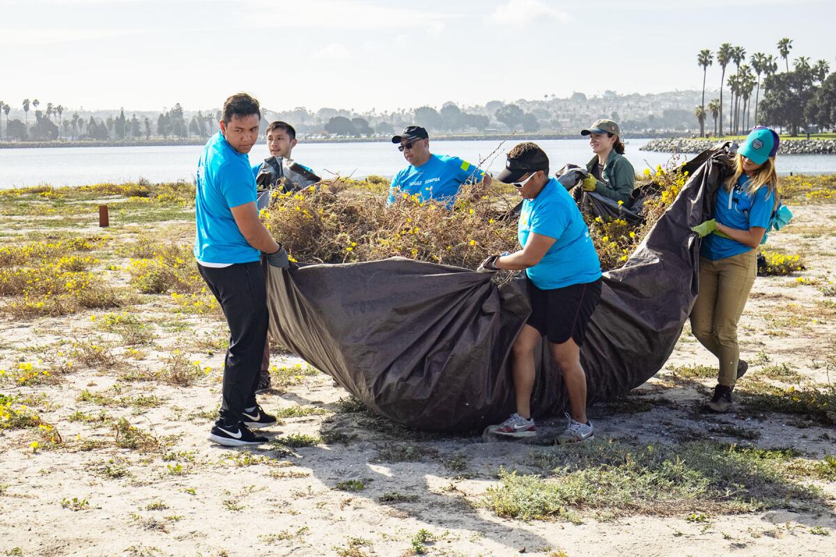 It took many volunteers to move the plants removed during a March 19 habitat restoration project on Mariner’s Point.