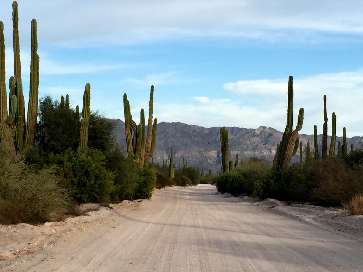 A road near the San Ignacio Lagoon.