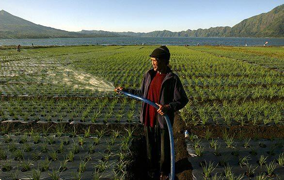 An Indonesian onion farmer irrigates his field at Kintamani valley in Bali. Indonesia will host the Asian Development Bank's 42nd annual meeting, where participants will discuss ways to effectively address poverty and ensure sustainable economic growth in the region.