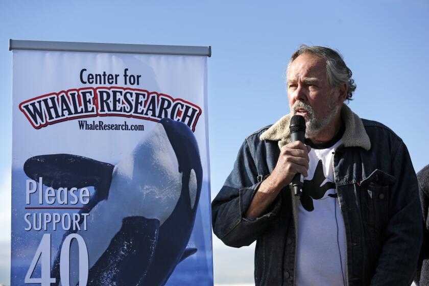 Ken Balcomb, senior scientist at the Center for Whale Research (CWR), talks about the declining population of endangered orcas that frequent Washington state waters during a news conference, Friday, Oct. 28, 2016, in Seattle. The CWR said that three whales are believed dead or missing since summer and that only 80 animals were accounted for during its July 1 census. Two females and a 10-month-old calf are missing. Balcomb says the orcas, particularly mothers and babies, are struggling because they don't have enough food, a primary factor in their decline. (AP Photo/Elaine Thompson)