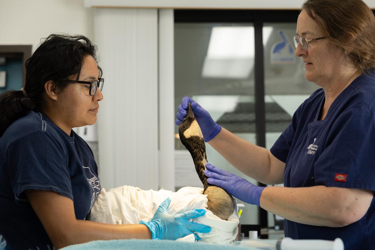 Two technicians examine a bundled-up goose.