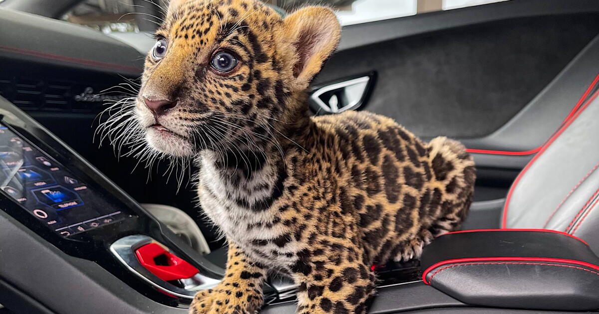 How a jaguar cub wound up on OnlyFans and in a California suburb