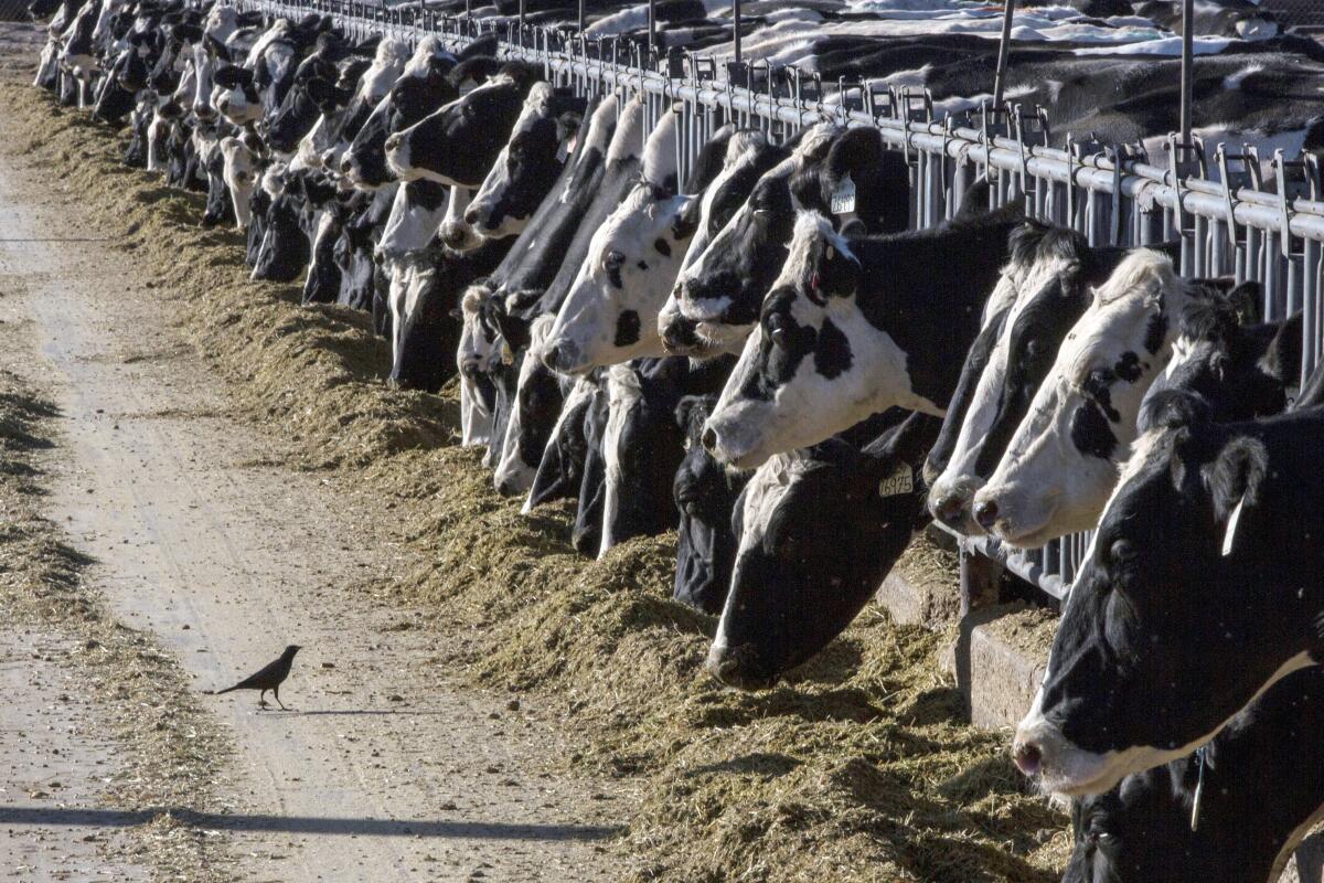 ARCHIVO - El ganado lechero se alimenta en una granja el 31 de marzo de 2017, 