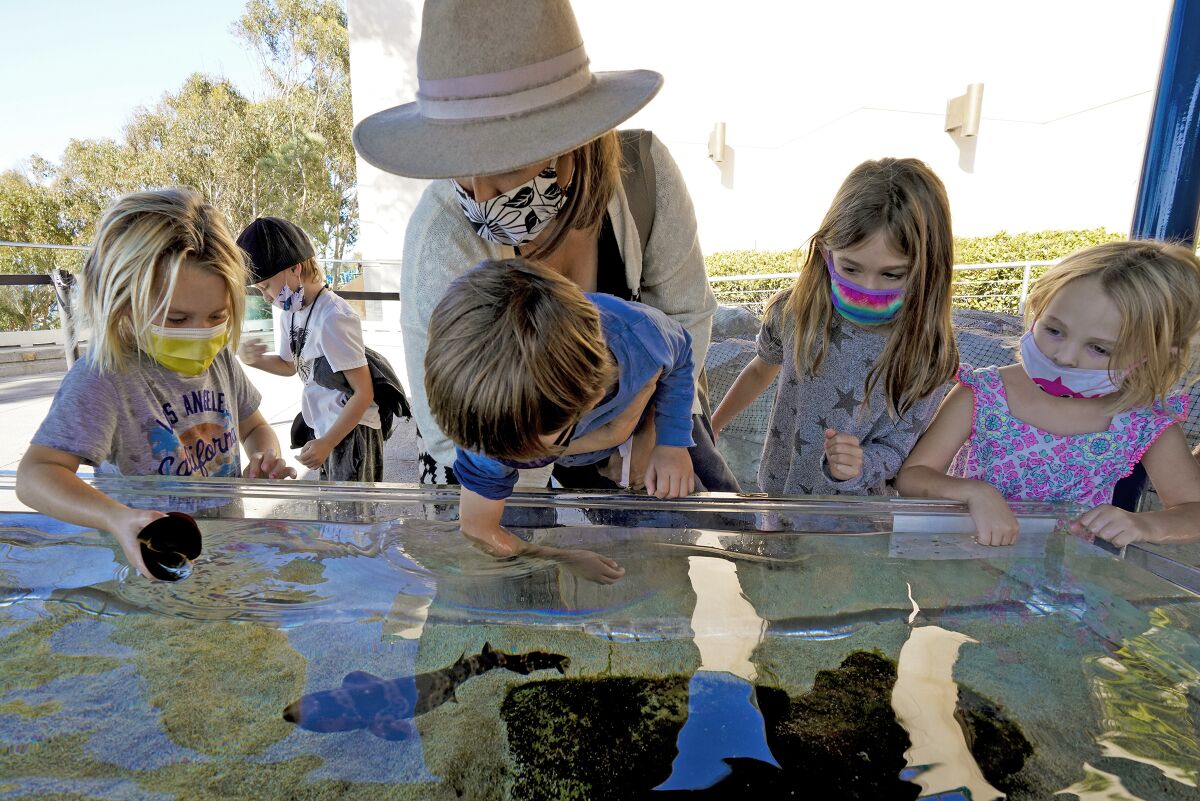 At Birch Aquarium at Scripps Institution of Oceanography on Thursday, children reach into shallow tanks to pet sea creatures.