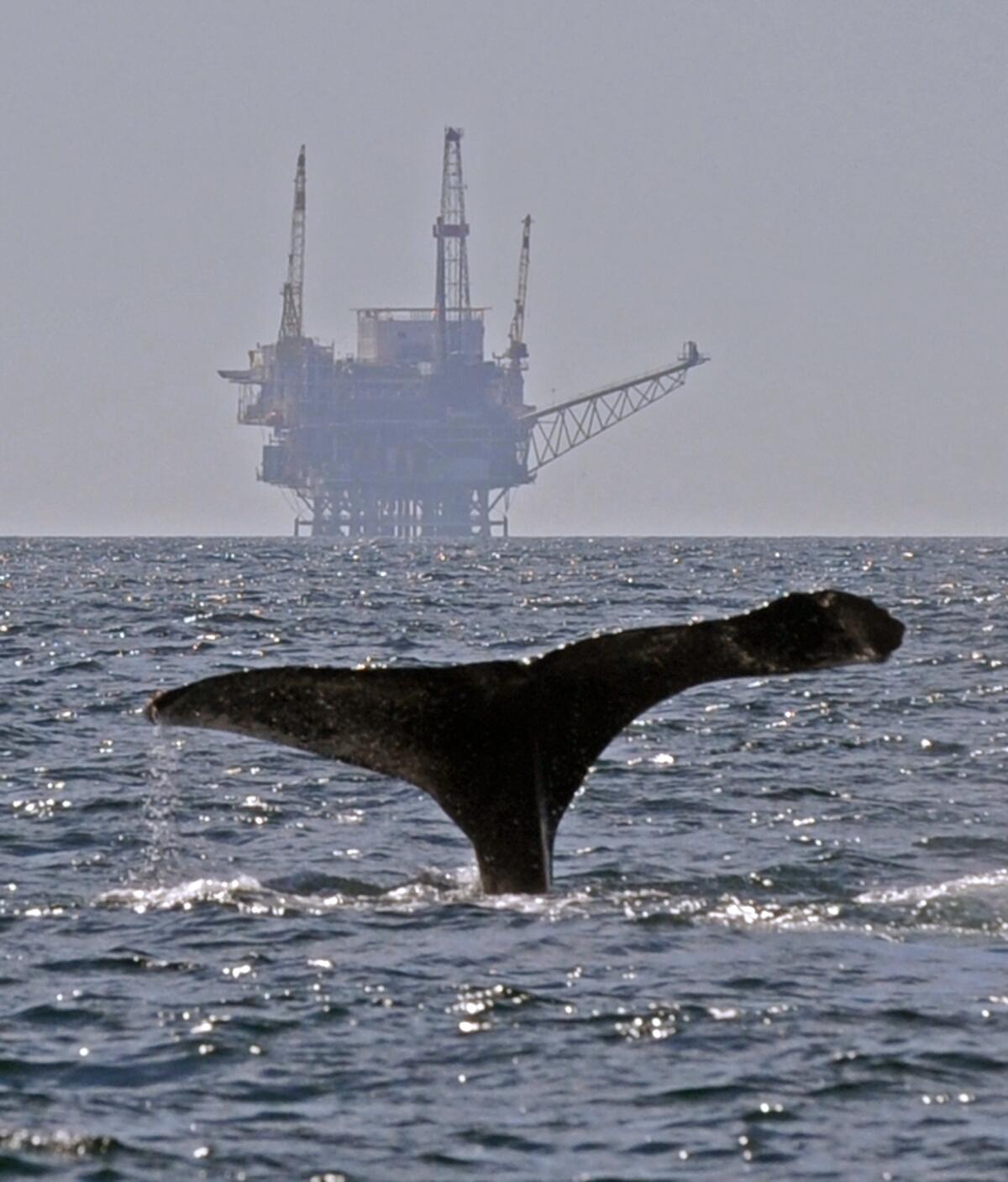 A humpback whale flaps its damaged fluke in the Santa Barbara Channel off the coast of Oxnard. 