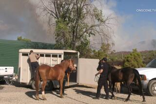 ANIMALS BEING RESCUED FROM AN ANIMAL RESCUE ABOUT 1/2 MILE FROM THE FIRE (DESERT HOT SPRINGS POLICE RESCUED) ON THE RESCUE THERE ARE 9 HORSES 2 PIGS, 6 DOGS. A brush fire that erupted Thursday on the edge of the Cahuilla Indian Reservation south of Aguanga consumed roughly 225 have burned as of 7pm with spot fires breaking out ahead of the main blaze, keeping crews busy.