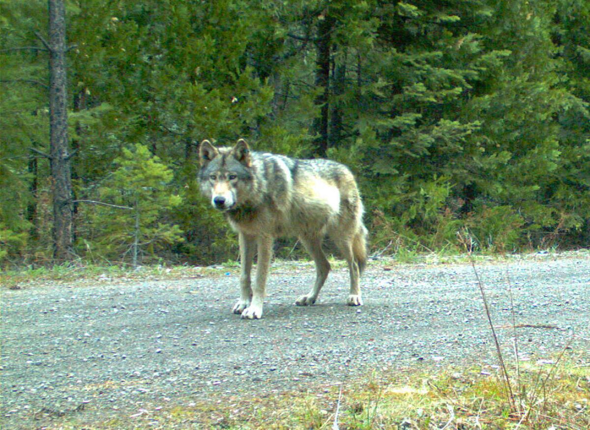 This image of OR7 was captured by a remote camera in May 2014 in southwest Oregon’s Cascade Mountains.