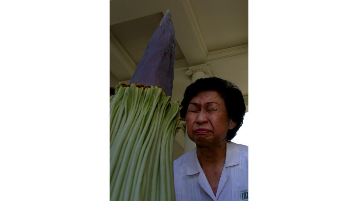 Connie Louie smells the Amorphophallus titanum — "corpse flower" — at the Huntington Library gardens in August 2002.