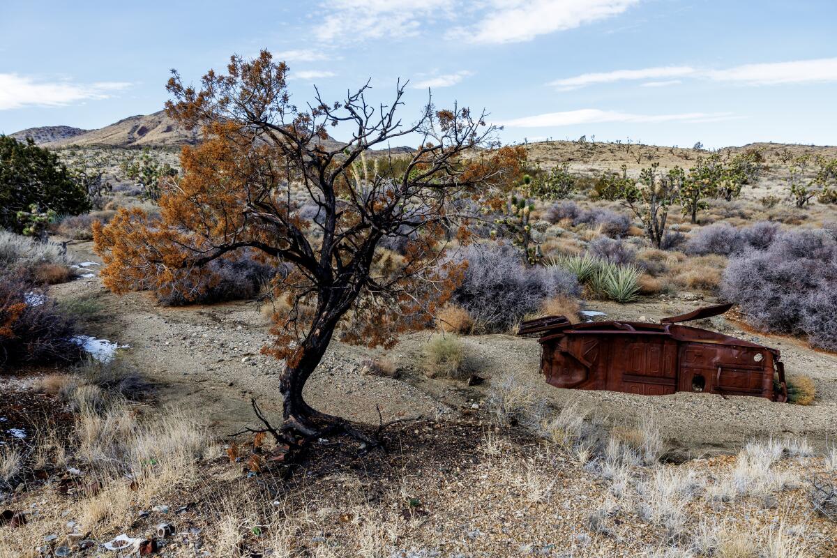 Les bourgeons reviennent sur une partie de la végétation carbonisée de la réserve nationale de Mojave