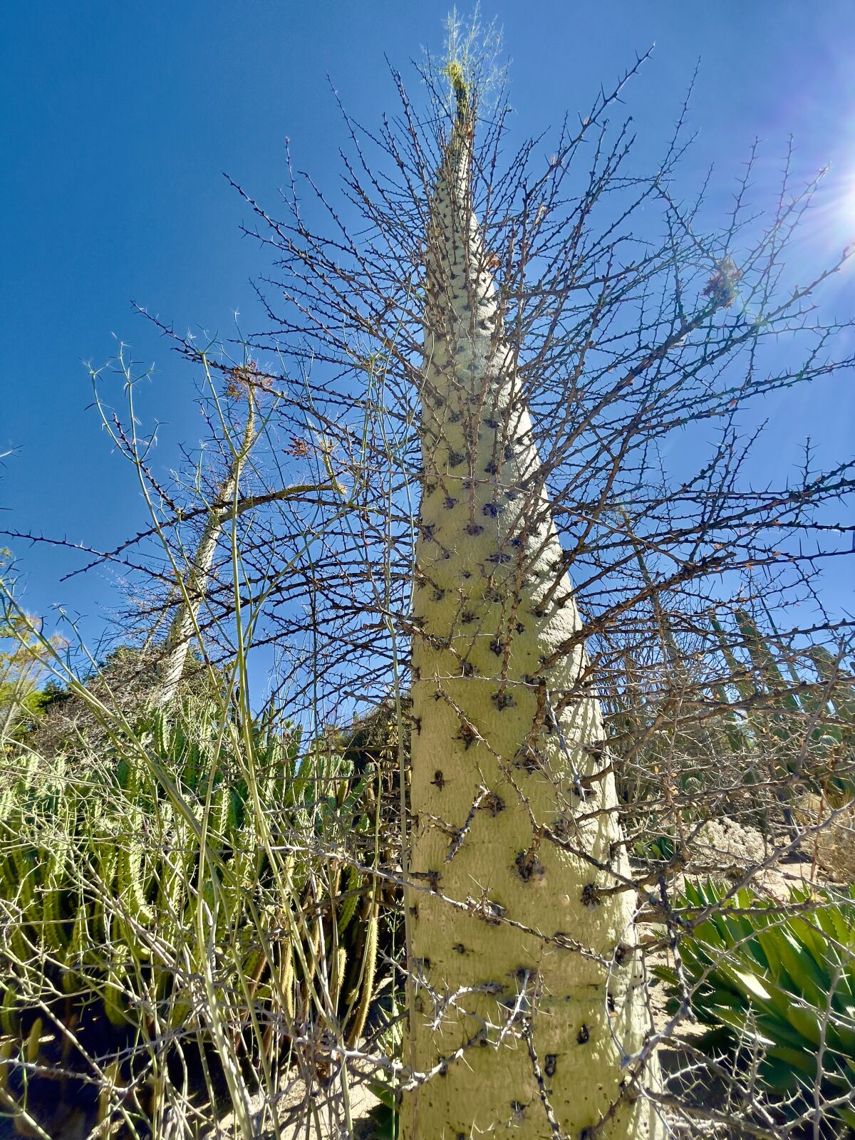 A Boojum tree stands in the Ocotillo desert. The plants have evolved to live in extreme heat and drought.