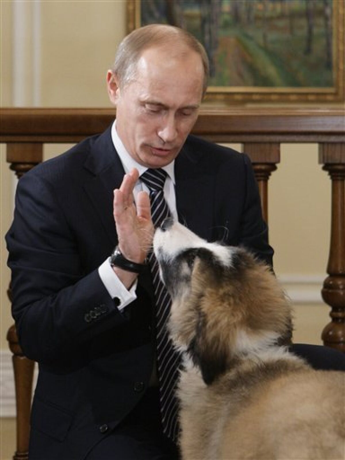 Meet Putin's new dog: Buffy - The San Diego Union-Tribune